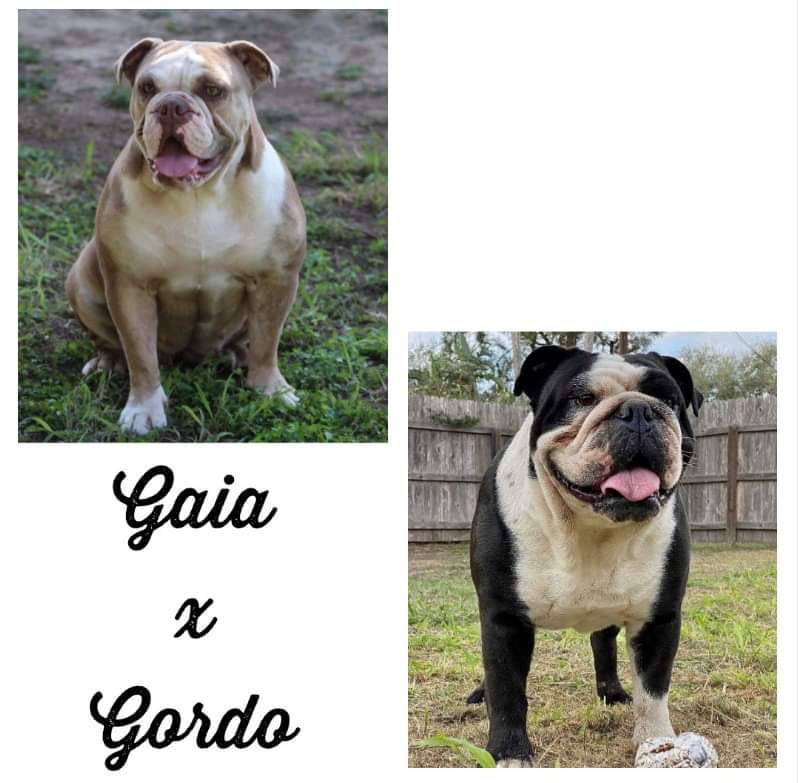 Available Puppies STRONGSIDEBULLDOGGES